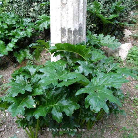 Acanthus plants around a small Roman column.  Athens, National Garden Â©FEG by Aristotle Koskinas